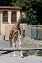 Young Giraffe at Bioparco Royalty Free Stock Photo