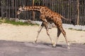 Young Giraffe at Bioparco