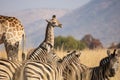 A young giraffe calf with its mother and a herd of zebras. Royalty Free Stock Photo