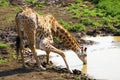 Young giraffe drinking water