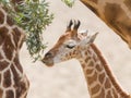 Young giraffe eating Royalty Free Stock Photo