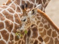 Young giraffe eating Royalty Free Stock Photo