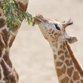 Young giraffe eating Royalty Free Stock Photo