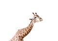 Young giraffe eating grass isolated on white background , clipping path Royalty Free Stock Photo