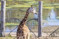 A young Giraffe eating leaves in a field in the sunshine Royalty Free Stock Photo