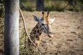 A young Giraffe eating leaves in a field Royalty Free Stock Photo