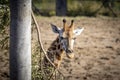 A young Giraffe eating leaves in the sunshine Royalty Free Stock Photo