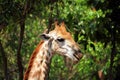 Young giraffe eating leaves Royalty Free Stock Photo