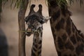 Young Giraffe eats under the watchful eye of the mother