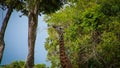 Young giraffe feeding from the tree Royalty Free Stock Photo