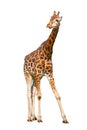 Young giraffe Royalty Free Stock Photo