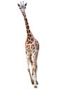 Young giraffe isolated Royalty Free Stock Photo