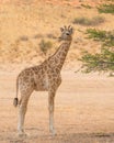 A Young Giraffe in the Kalahari Desert Royalty Free Stock Photo