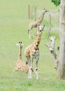 Young giraffe Royalty Free Stock Photo