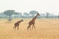 Young giraffe and mother Royalty Free Stock Photo