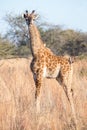 Young giraffe and 4 oxpeckers Royalty Free Stock Photo