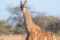 Young giraffe and oxpeckers Royalty Free Stock Photo