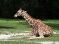 Young Giraffe Resting on Grass and Sand