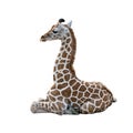 Young Giraffe resting on white background