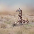 Young Giraffe resting Royalty Free Stock Photo