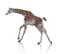 Young Giraffe Royalty Free Stock Photo