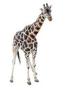 Young giraffe standing full length isolated on white background. Funny walking giraffe close up. Zoo animals isolated. Royalty Free Stock Photo