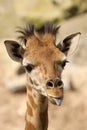 Young giraffe sticking out its tongue Royalty Free Stock Photo