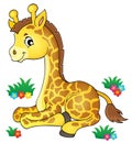 Young giraffe theme image 1 Royalty Free Stock Photo