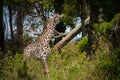 Young giraffe between the trees Royalty Free Stock Photo