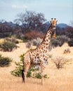 Young giraffe walking in african bush Royalty Free Stock Photo