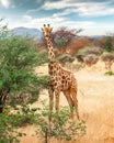 Young giraffe walking in african bush Royalty Free Stock Photo