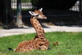 Young Giraffe