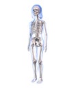 Young girl anatomy