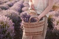 Young girl in a beige straw hat in the lavender fields Royalty Free Stock Photo