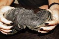 A young girl with a black manicure breaks with her hands fragrant Italian black bread with a crisp crust, made from wheat flour Royalty Free Stock Photo