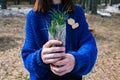 A young girl in a blue sweater holds a cedar seedling in her hands. Pine family plant for planting in the ground. The concept of