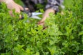 A young girl collects mint in the garden. Royalty Free Stock Photo