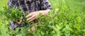 A young girl collects mint in the garden. Royalty Free Stock Photo