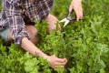 A young girl collects mint in the garden. Royalty Free Stock Photo