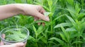 A young girl collects peppermint leaves Royalty Free Stock Photo