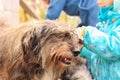 Young girl combing her dog. Care for animal hair. Combs for pets. Love, caring. Royalty Free Stock Photo