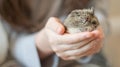 Hamster Cuteness in a child`s hands