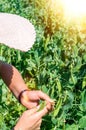 Young girl cropping green lettuce from the vegetable bed Royalty Free Stock Photo