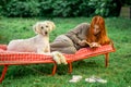 A young girl with a dog reads a book lying on the outdoors bed. Rest in the backyard of the house, green plant environment Royalty Free Stock Photo