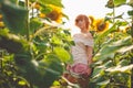 Young girl enjoying nature on the field of sunflowers at sunset, portrait of the beautiful redheaded woman girl with a sunflowers Royalty Free Stock Photo