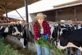 Young girl farmer feeding cows on dairy farm Royalty Free Stock Photo