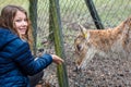 beautiful young girl feeding a fawn in a zoo Royalty Free Stock Photo