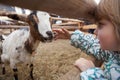 A young girl feeding goat. Royalty Free Stock Photo