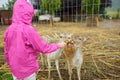 Young girl feeding wild deers at a zoo on rainy summer day. Children watching reindeers on a farm