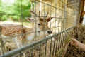 Young girl feeding wild deers at a zoo on summer day. Children watching reindeers on a farm Royalty Free Stock Photo